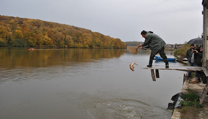 Шараните са с тегло над 1,8 килограма всеки