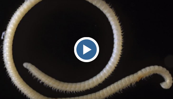 Съществото принадлежи към семейството на стоножките