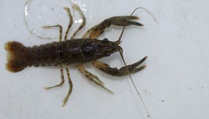 Американският "гостенин" носи спори на заразата, т. нар. "рача чума"