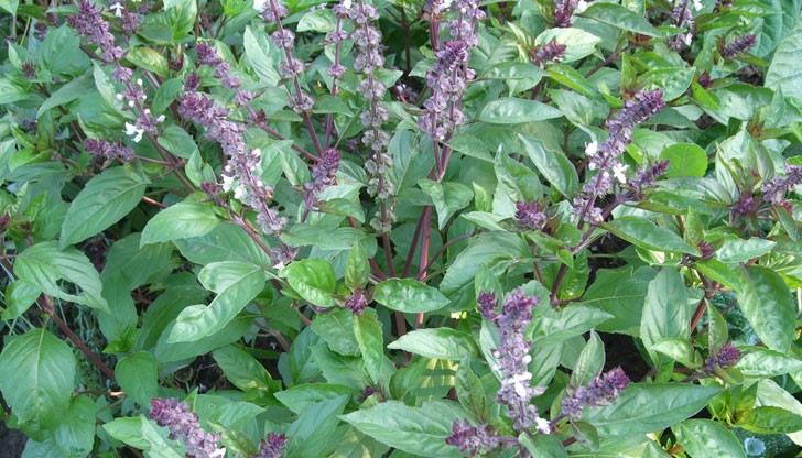 Босилекът притежава и някои магически сили, заради които си заслужава да бъде отглеждан в градината на всеки дом Босилекът притежава и някои магически сили, заради които си заслужава да бъде отглеждан в градината на всеки дом