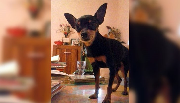 Стопаните на Джери са убедени, че той е починал от стрес