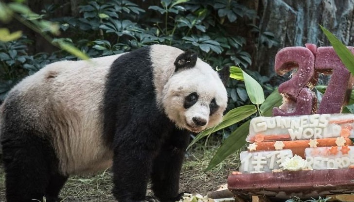 Цзя Цзя е живяла в зоопарк в Хонконг от 1999 година