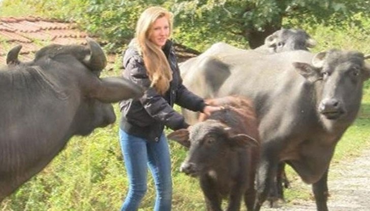 Цвети - икономист, рокер, търговец, боец, компютърен специалист и... биволовъд Цвети - икономист, рокер, търговец, боец, компютърен специалист и... биволовъд