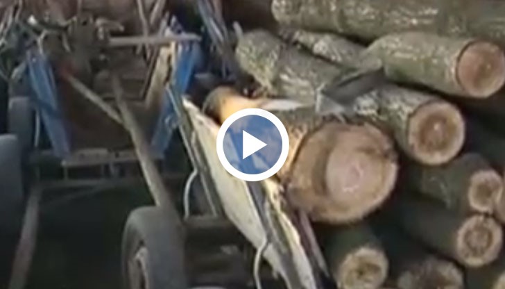 Бракониери секат дървесина в Русенско и я продават на клиенти на половин цена