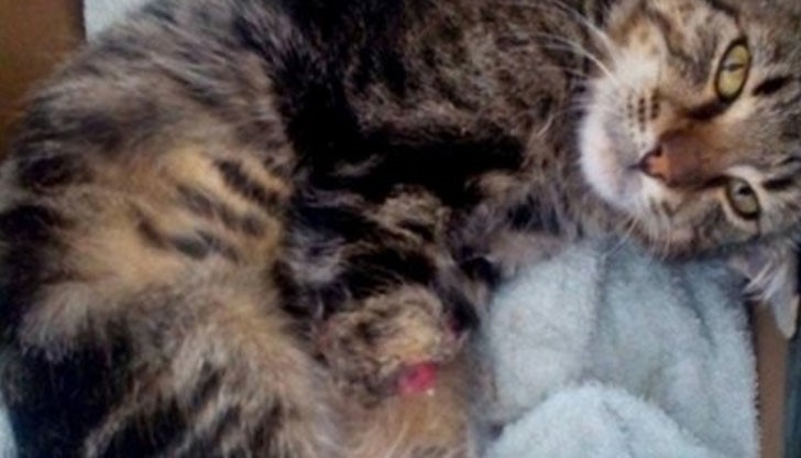 Стопанинът на Тео го намира с отсечени лапички и начупена опашка