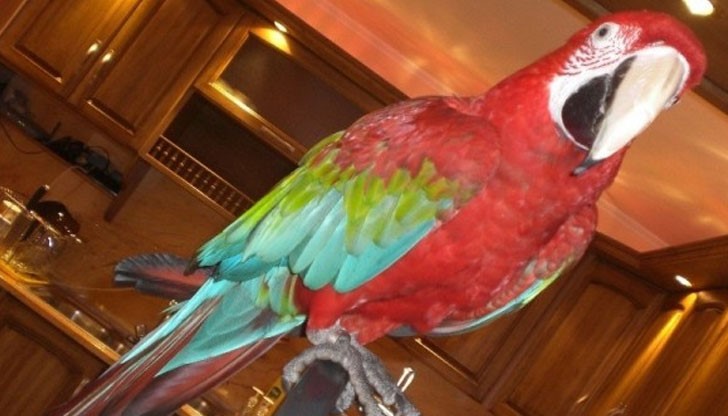 Папагал се пошегува със стопанката си, че съпругът й прави секс с домашната помощничка / Снимката е илюстративна Папагал се пошегува със стопанката си, че съпругът й прави секс с домашната помощничка / Снимката е илюстративна