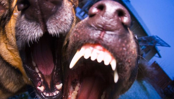 Третокласничката е приета в болница с множество ухапвания по тялото, особено в областта на седалищните части и едната ръка Третокласничката е приета в болница с множество ухапвания по тялото, особено в областта на седалищните части и едната ръка