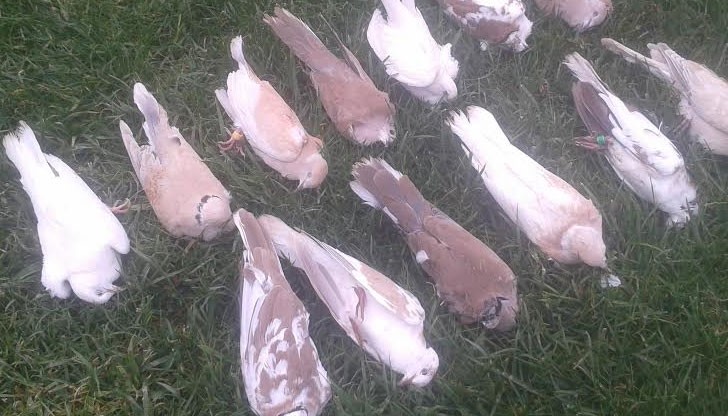 Неизвестен до момента вирус създаде огромни главоболия на гълъбари най-вече в селата Червена Вода и Бъзън