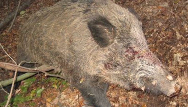 Авджиите са разпитани, а оръжието и боеприпасите им - конфискувани.