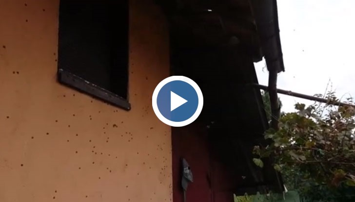 Калинки-алигатори нападнаха Русенско