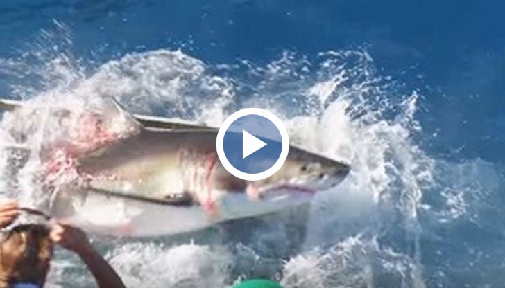 Калифорниец засне ужасяващо видео как голяма бяла акула прониква в клетка, в която все още има гмуркач