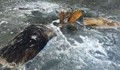 Лосове замръзнаха в река, докато се бият за женска