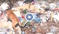Неизвозени отпадъци застрашават здравето на русенци