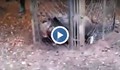 Бракониери залагат забранени капани за глигани