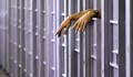 Арестант излиза от затвора, заради креватни дървеници