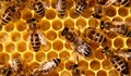 Форум на пчеларите в Русе