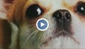Жена плати 2000 лева откуп за кученцата си