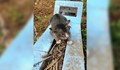 Съкрушена котка не напуска гроба на стопанката си