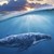 Рибари намират повръщано от кит струващо 3 милиона долара