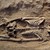 Работници се натъкнаха на човешки скелет