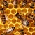Форум на пчеларите в Русе