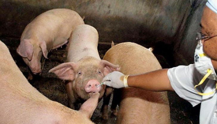 Засилват мерките срещу Африканска чума по свинете, особено в общините по поречието на река Дунав