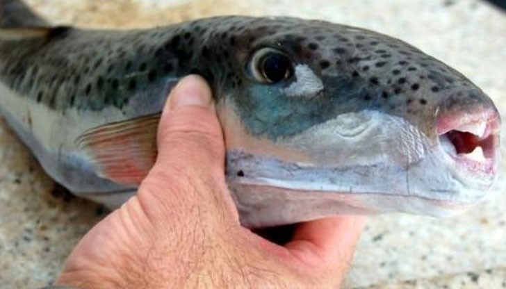 Уловеният екземпляр е с голям размер - около половин метър Уловеният екземпляр е с голям размер - около половин метър