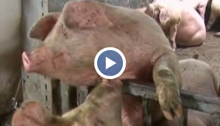 Производителите на месо въвеждат доброволно БДС за качество