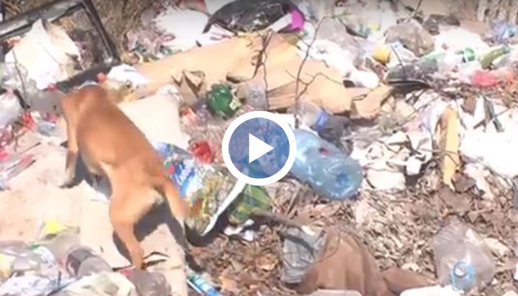 Живущите на улица "Табия" се оплакват, че вече повече от 2 месеца никой не изчиства сметището пред домовете им