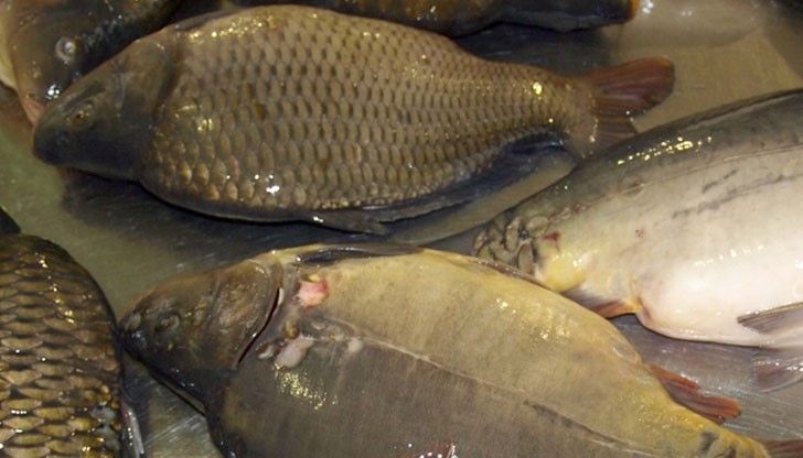 Високата цена е на пресен и изчистен шаран, а целият удря 8 лева за килограм Високата цена е на пресен и изчистен шаран, а целият удря 8 лева за килограм