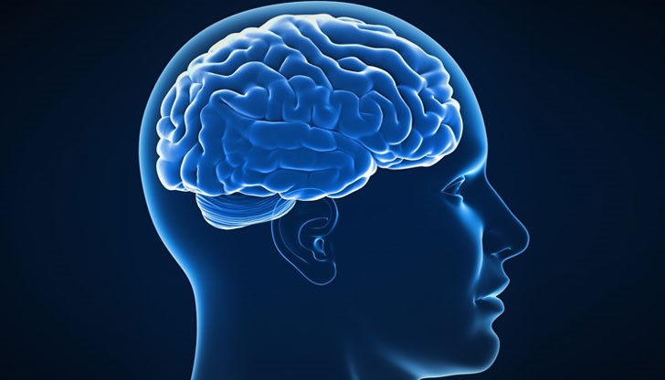 Медици откриха поне един от начините за "презареждане" на мозъка