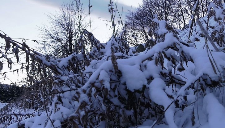 Снегът затрудни движението през прохода Петрохан
