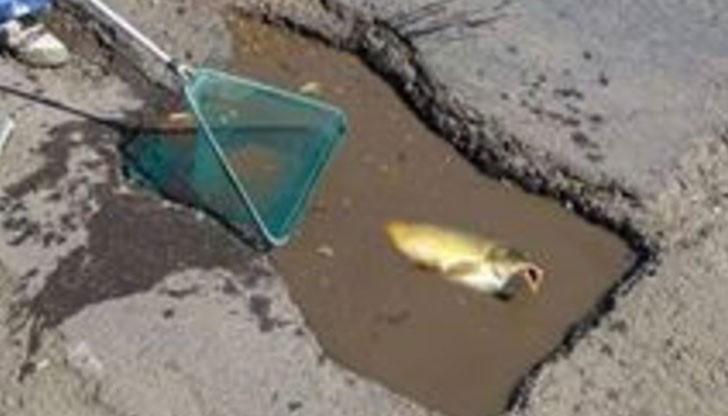 Заради "прекрасната" пътна инфраструктура в България, риболов вече се практикува и в улични дупки Заради "прекрасната" пътна инфраструктура в България, риболов вече се практикува и в улични дупки