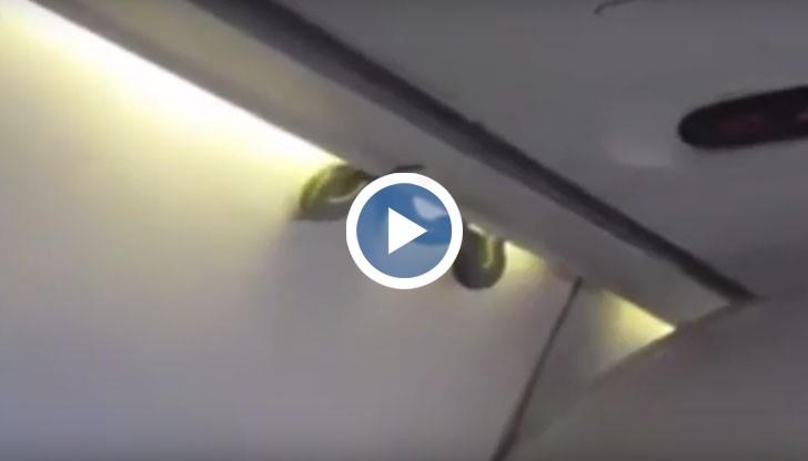 Пътник успял да заснеме извиващото се, дълго близо метър, зелено влечуго