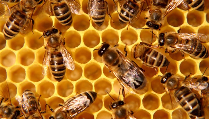 Целта на  форума е единно становище за развитие на пчеларския сектор, което становище ще бъде внесено в министерство на земеделието и храните