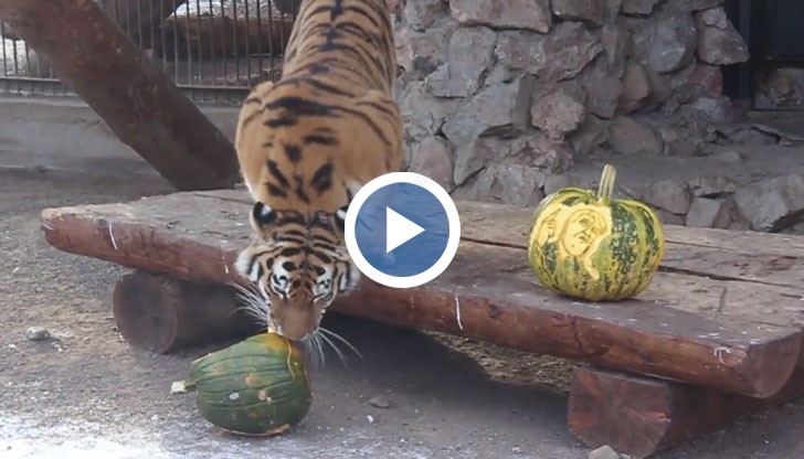 За "бюлетини" послужиха две тикви, като изборът на зеленчук явно не е случаен