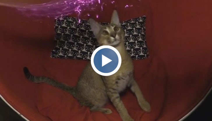 Тази котка е една от най-скъпите и редки породи котки в света