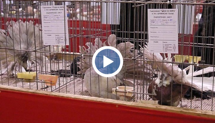 Все пак отглеждането на гълъби е сложно занимание и има много стандарти