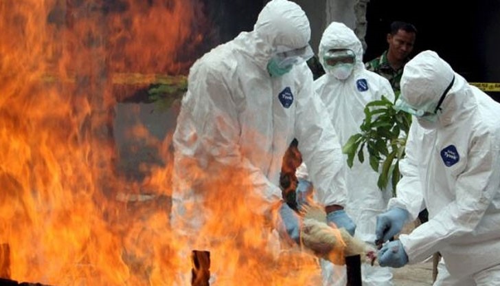 Открит е мъртъв лебед, който е бил болен от щама Н5N8 на птичия грип Открит е мъртъв лебед, който е бил болен от щама Н5N8 на птичия грип