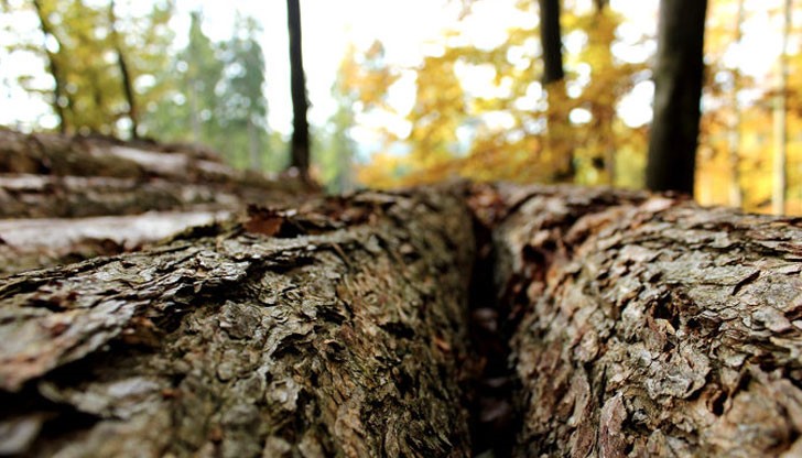Той ще бъде част от единна електронна система към Агенцията по горите и ще осигурява контрол върху получената и извозена дървесина Той ще бъде част от единна електронна система към Агенцията по горите и ще осигурява контрол върху получената и извозена дървесина