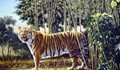 Само 1% от хората могат да открият втори тигър на картинката
