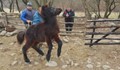 БАБХ умъртви здрави кончета, защото били без документи