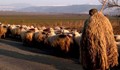 Пастири работят като роби в Русенско