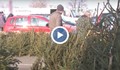 Русенци предпочитат живи коледни дръвчета