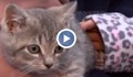 Котенце оцеля 1000 километра под капака на кола
