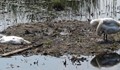 Намериха лебед с птичи грип в река Марица