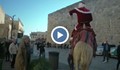 Дядо Коледа яхна камила