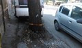 Вандали обрязаха дървета по улица "Оборище"