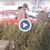 Русенци предпочитат живи коледни дръвчета