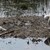 Намериха лебед с птичи грип в река Марица